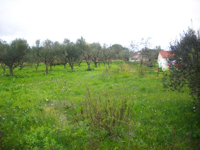 Terra em Zakynthos, Greece N.º 8555