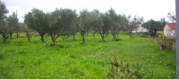 Terra em Zakynthos, Greece N.º 8555 5