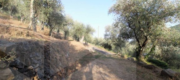 6000m² Land in Buti, Italy No. 21332 15