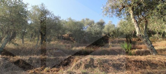 6000m² Land in Buti, Italy No. 21332 14
