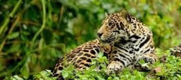 Terrain à Guatuso, Costa Rica No. 1531 4