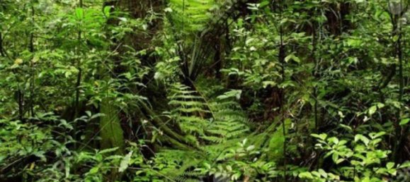 Terrain à Guatuso, Costa Rica No. 1531 5