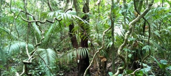 Terrain à Guatuso, Costa Rica No. 1531 3