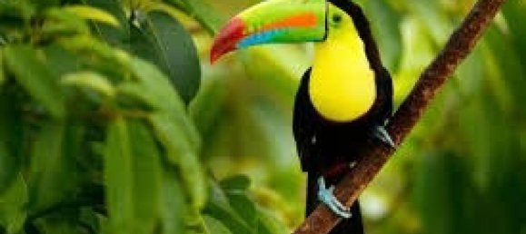 Terrain à Guatuso, Costa Rica No. 1531 2