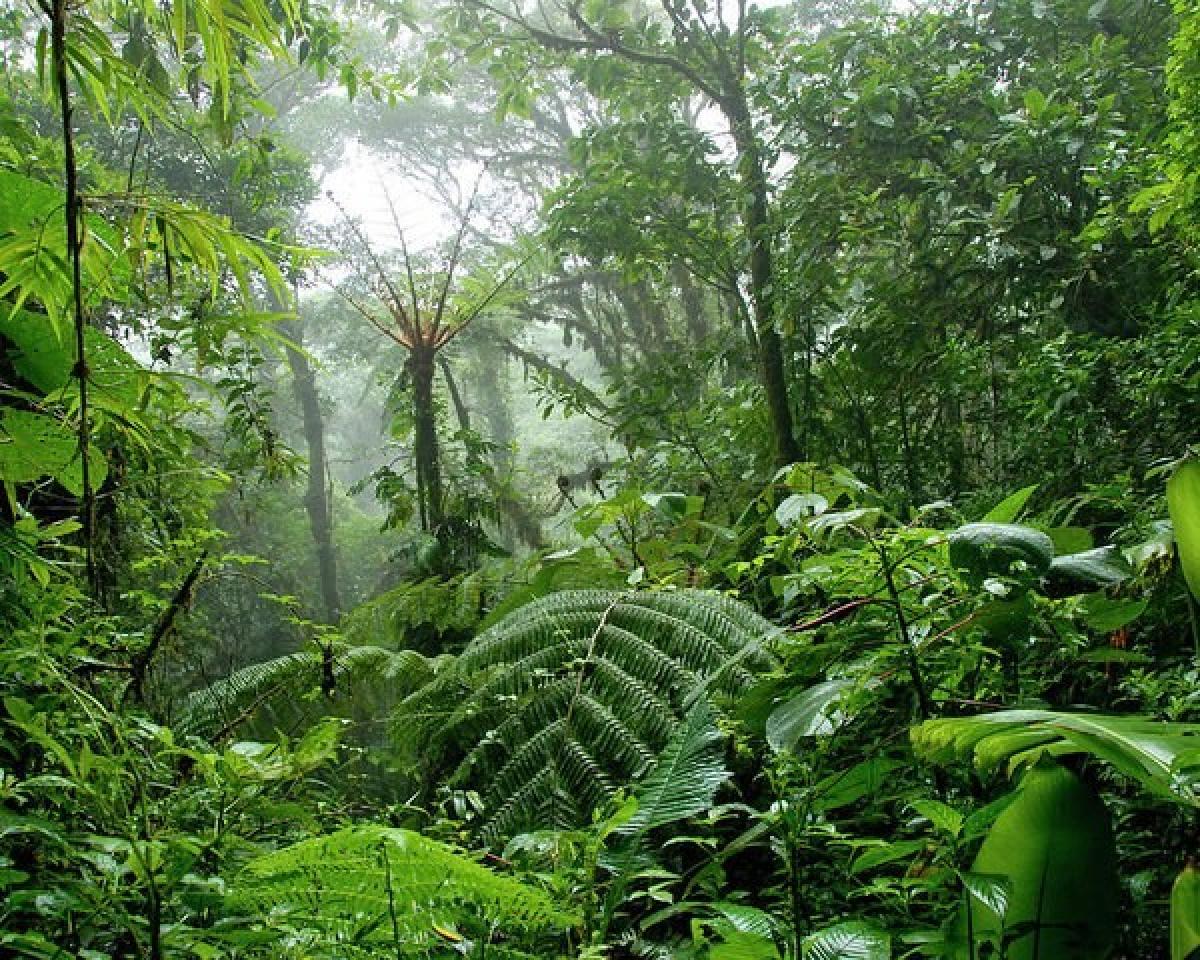 Terrain à Guatuso, Costa Rica No. 1531