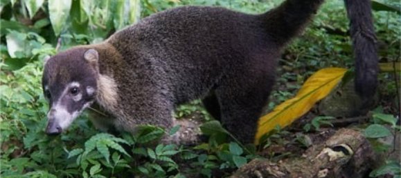 Terrain à Guatuso, Costa Rica No. 1531 6
