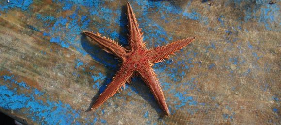 2 rooms House in Corsano, Italy No. 118755 13