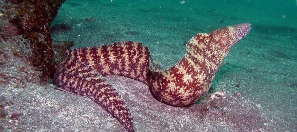 2 rooms House in Corsano, Italy No. 118755 11