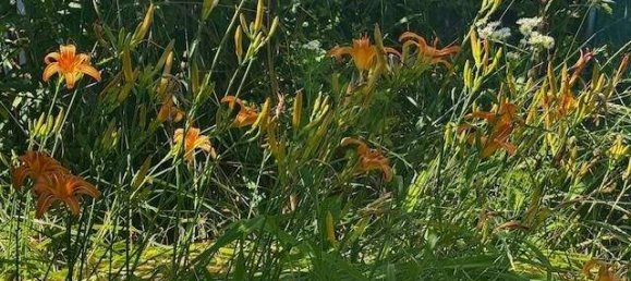 Дом с 4 комнатами в Нойнкирхен, Австрия № 256841 5