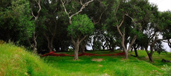 2500m² Hotel in Corfu, Greece No. 7901 3