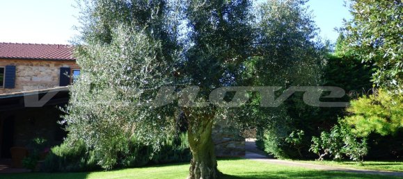 11غرفة فيلا في Campiglia Marittima, Italy رقم 225695 36