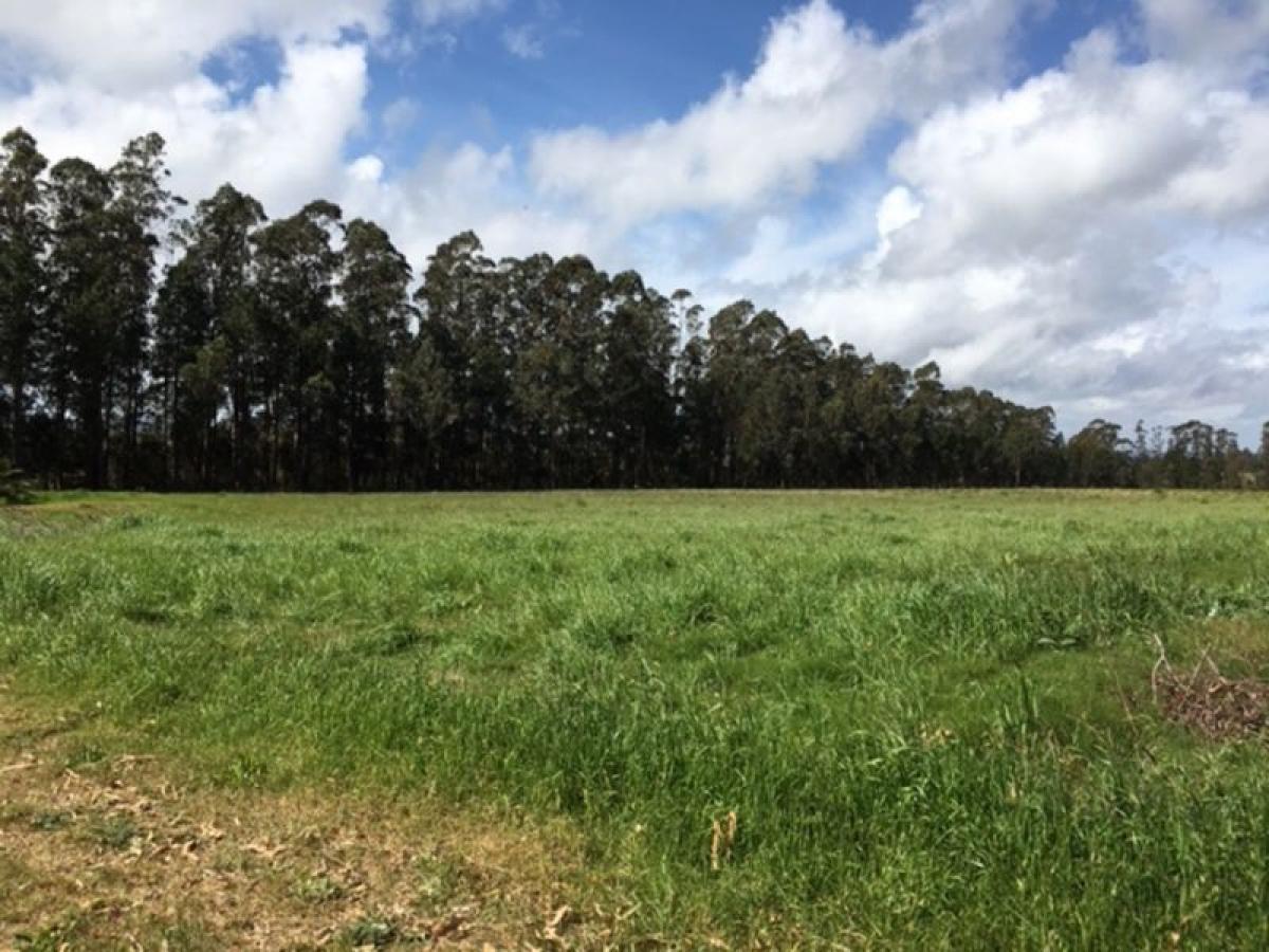 Bauernhof in Maldonado, Uruguay, Nr. 16181