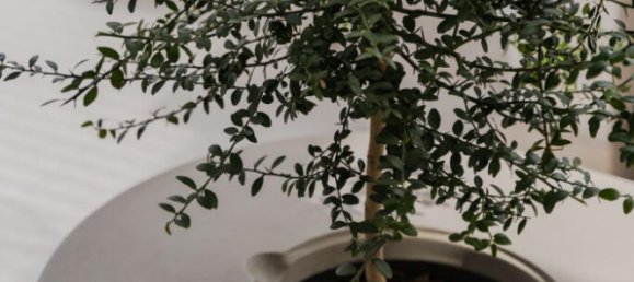 2 Schlafzimmer Wohnung in La Quinta, Spain, Nr. 86626 11