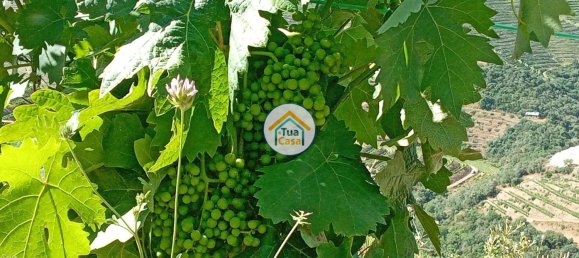 Terreno em Ervedosa do Douro, Portugal 119304 m² N.º 79786 15