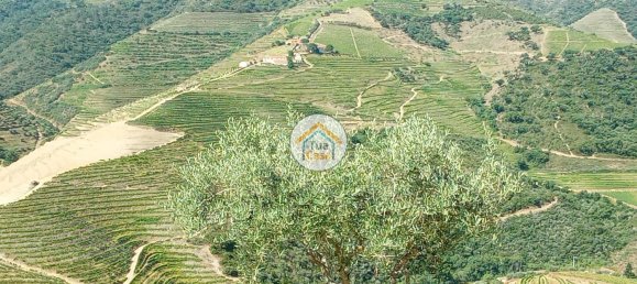 Terreno em Ervedosa do Douro, Portugal 119304 m² N.º 79786 14