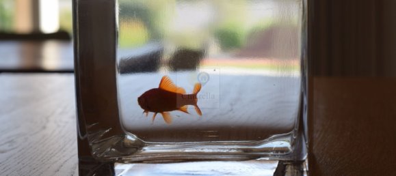 9 غرف نوم فيلا في Conversano, Italy رقم 371541 28