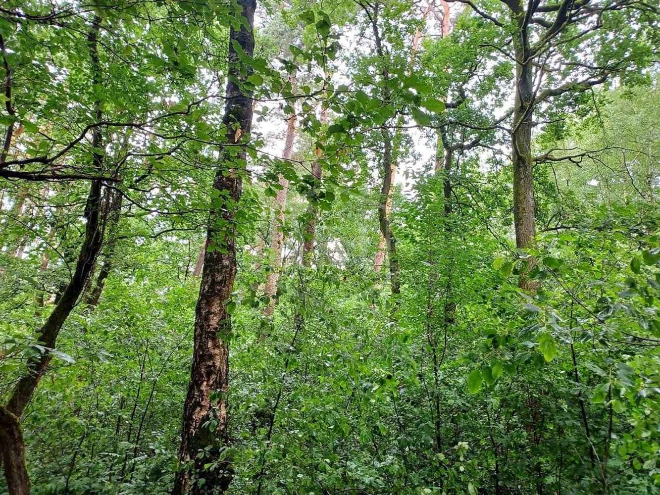 Terreno em Lippe, Germany 242547 m² N.º 160932