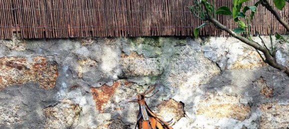 4 chambres Villa à Viana do Castelo, Portugal No. 20650 36