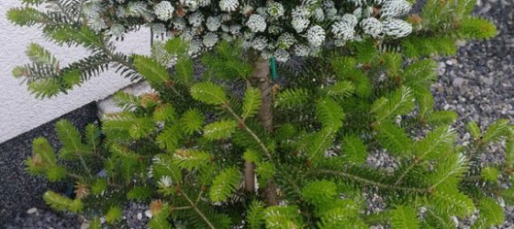 Casa de 3 divisões em Oftering, Austria N.º 216548 7