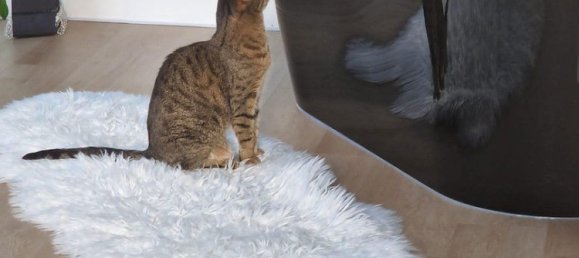 Casa de 3 divisões em Oftering, Austria N.º 216548 16