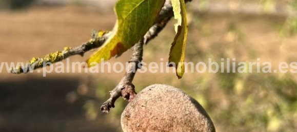  قطعة أرض في Llubi, Spain رقم 155362 8