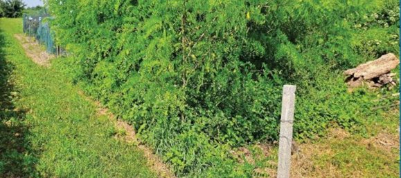 5 rooms Apartment in San Polo di Piave, Italy No. 213021 10