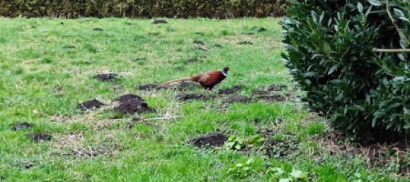 Villa de 4 dormitorios en Viersen, Germany No. 141566 9