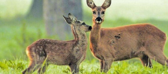 Villa de 4 dormitorios en Viersen, Germany No. 141566 6