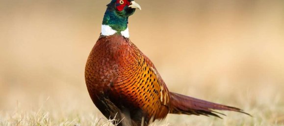 Villa de 4 dormitorios en Viersen, Germany No. 141566 5