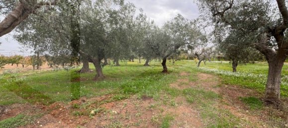 Terreno em Conversano, Italy 6000 m² N.º 19962 2