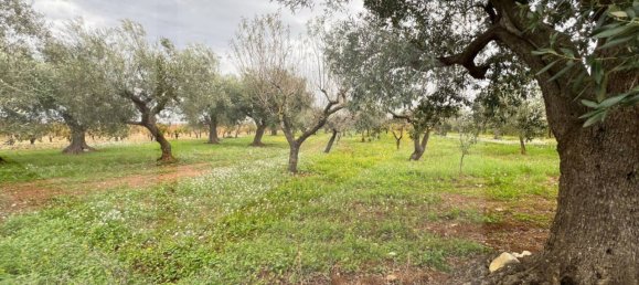 Terreno em Conversano, Italy 6000 m² N.º 19962 4