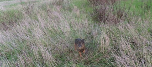 9 bedrooms Castles in Idanha a Nova, Portugal No. 64535 6