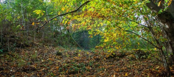 13-Zimmer Haus in Milo, Italy, Nr. 235244 13