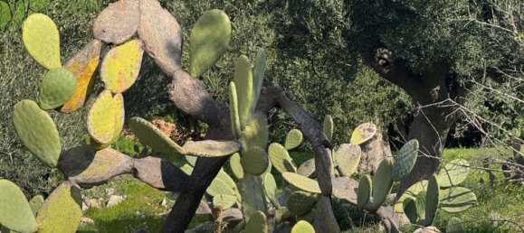 Studio in Monopoli, Italy, Nr. 39615 30