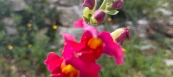 Studio in Monopoli, Italy, Nr. 39615 9