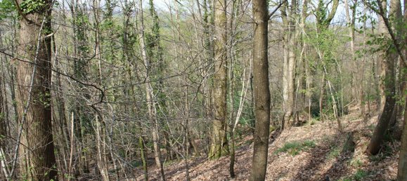 Land in Mayenne, France No. 357616 8