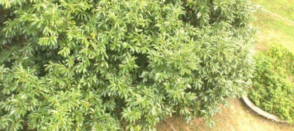 2 Schlafzimmer Wohnung in Lagny-sur-Marne, France, Nr. 334538 10