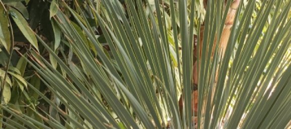 Maisonette de 2 dormitorios en Pernera, Cyprus No. 26442 5