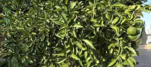 3 chambres Maison à Cordoba, Spain No. 179852 27