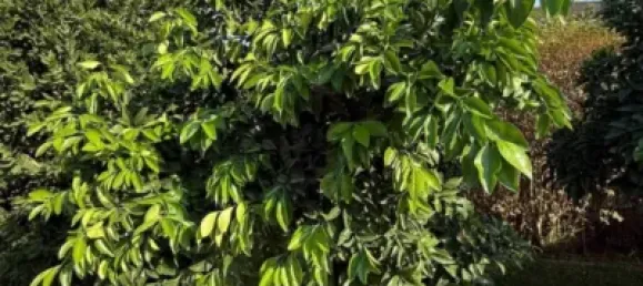 3 chambres Maison à Cordoba, Spain No. 179852 29