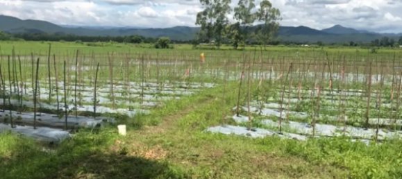 20 bedrooms Commercial property in Chiang Mai, Thailand No. 11248 9