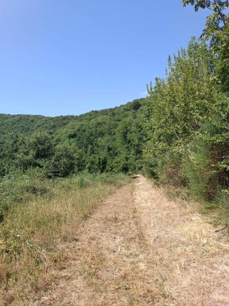  قطعة أرض في Gerano, Italy 70000متر مربع رقم 311808