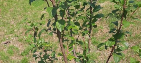 Terreno en Cochem-Zell, Germany 512 m² No. 138359 3