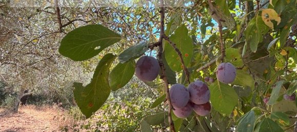 1 bedroom House in Sarzedas, Portugal No. 211271 24