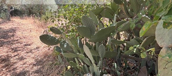 1 bedroom House in Sarzedas, Portugal No. 211271 25