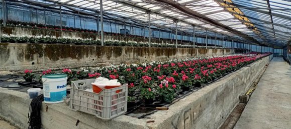 Grundstück in Sanremo, Italy 17000m², Nr. 231712 15