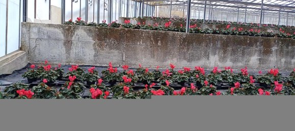 Grundstück in Sanremo, Italy 17000m², Nr. 231712 6