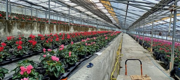 Grundstück in Sanremo, Italy 17000m², Nr. 231712 8