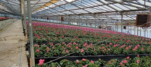 Grundstück in Sanremo, Italy 17000m², Nr. 231712 13