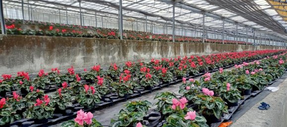 Grundstück in Sanremo, Italy 17000m², Nr. 231712 10